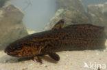 Burbot (Lota lota)