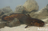 Burbot (Lota lota)