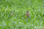 Kwartel (Coturnix coturnix)