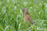 Kwartel (Coturnix coturnix)