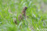 Kwartel (Coturnix coturnix)