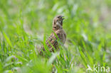 Kwartel (Coturnix coturnix)