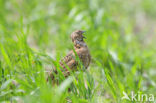 Kwartel (Coturnix coturnix)