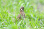 Kwartel (Coturnix coturnix)