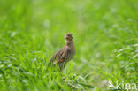 Kwartel (Coturnix coturnix)