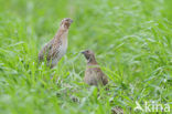 Kwartel (Coturnix coturnix)