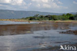 Lake Bogoria National Reserve