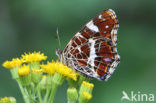 Landkaartje (Araschnia levana)