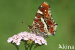 Landkaartje (Araschnia levana)