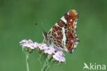 Landkaartje (Araschnia levana)