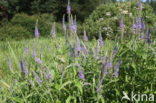 Long-leaved Speedwell (Veronica longifolia)