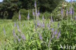 Long-leaved Speedwell (Veronica longifolia)