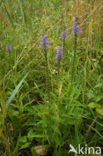 Long-leaved Speedwell (Veronica longifolia)