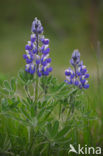 Lupine (Lupinus spec.)