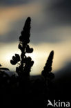 lupine (Lupinus spec.)