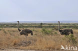 Masai ostrich (Struthio camelus massaicus)