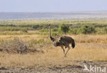 Masai ostrich (Struthio camelus massaicus)