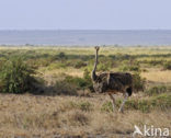 Masai ostrich (Struthio camelus massaicus)