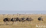 Masai ostrich (Struthio camelus massaicus)