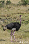 Masai struisvogel (Struthio camelus massaicus)