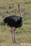 Masai ostrich (Struthio camelus massaicus)