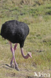 Masai ostrich (Struthio camelus massaicus)