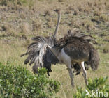 Masai ostrich (Struthio camelus massaicus)