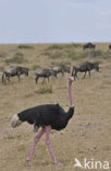 Masai ostrich (Struthio camelus massaicus)