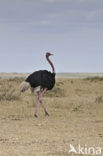 Masai ostrich (Struthio camelus massaicus)