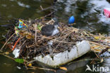 Meerkoet (Fulica atra)