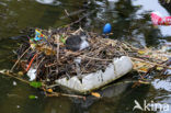 Common Coot (Fulica atra)