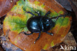 Dung beetle (Aphodius sp.)
