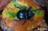 Mestkever (Aphodius sp.)