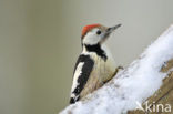 Middle Spotted Woodpecker (Dendrocopos medius)