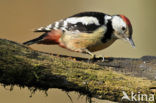 Middelste Bonte Specht (Dendrocopos medius)