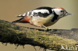 Middelste Bonte Specht (Dendrocopos medius)