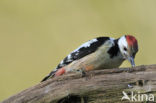 Middelste Bonte Specht (Dendrocopos medius)