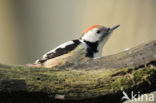 Middelste Bonte Specht (Dendrocopos medius)