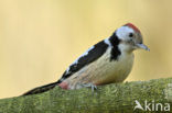 Middelste Bonte Specht (Dendrocopos medius)