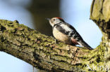 Middelste Bonte Specht (Dendrocopos medius)