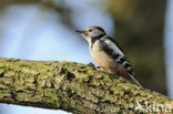 Middelste Bonte Specht (Dendrocopos medius)