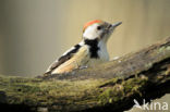 Middelste Bonte Specht (Dendrocopos medius)