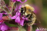 Moshommel (Bombus muscorum) 