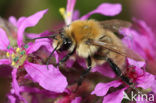 Scarce carder bee (Bombus muscorum)
