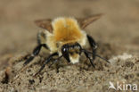 Scarce carder bee (Bombus muscorum)