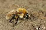 Scarce carder bee (Bombus muscorum)