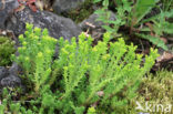 Biting Stonecrop (Sedum acre)