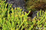 Biting Stonecrop (Sedum acre)