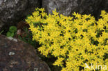 Biting Stonecrop (Sedum acre)