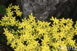 Biting Stonecrop (Sedum acre)